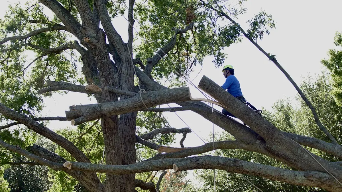 Professional Crown Thinning performed by certified arborists in East Alton