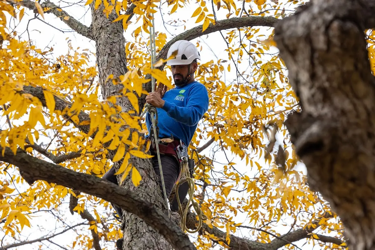 Skilled Tree Pruning crew working in East Alton