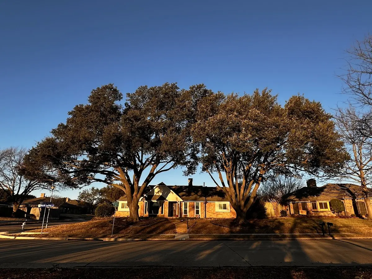 Established residential canopy tree shading a home in East Alton